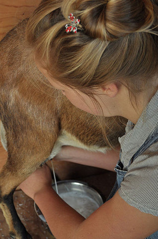 Mary-Beth-Milking-goat-milk-going-into-Small-Pail