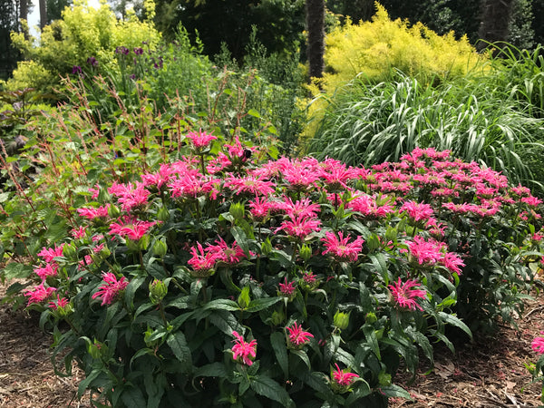 Summer Perennial Border