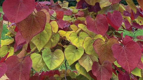 Cercis 'Flame Thrower'