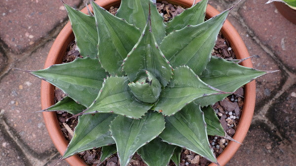 Agave montana Lime Flash