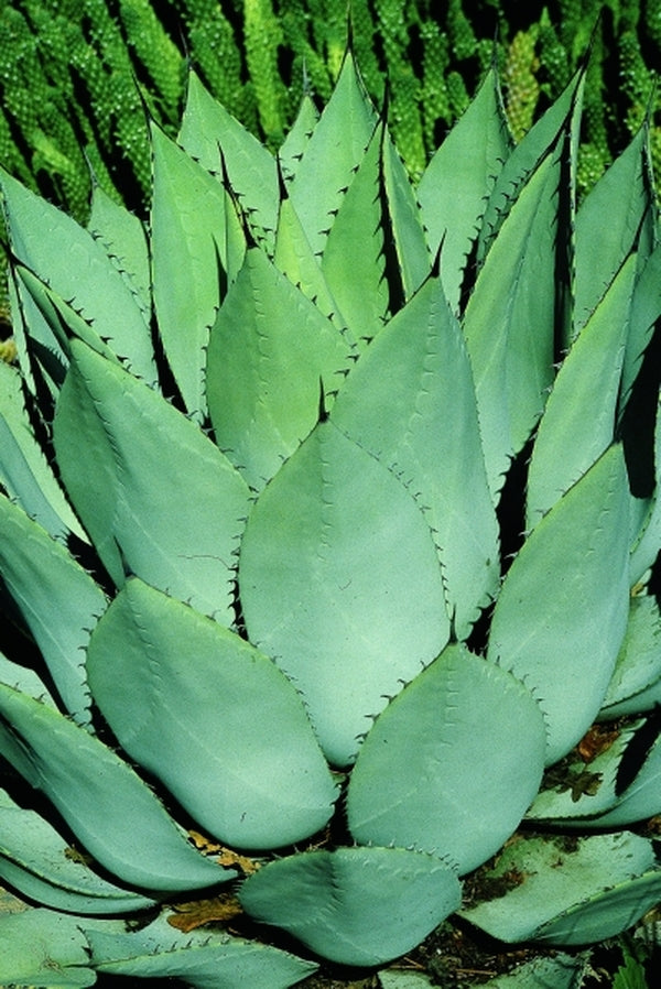 Agave parryi ssp huachucensis