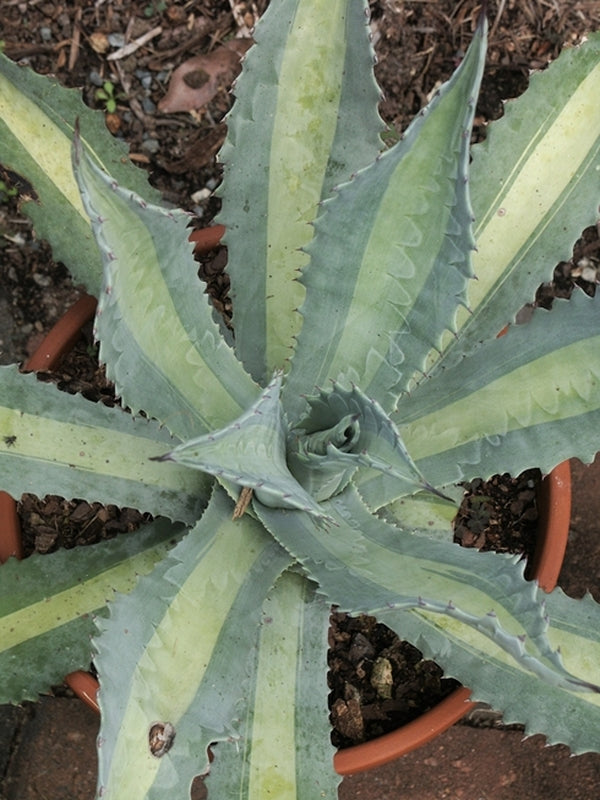 Agave protamericana Lemon Lime