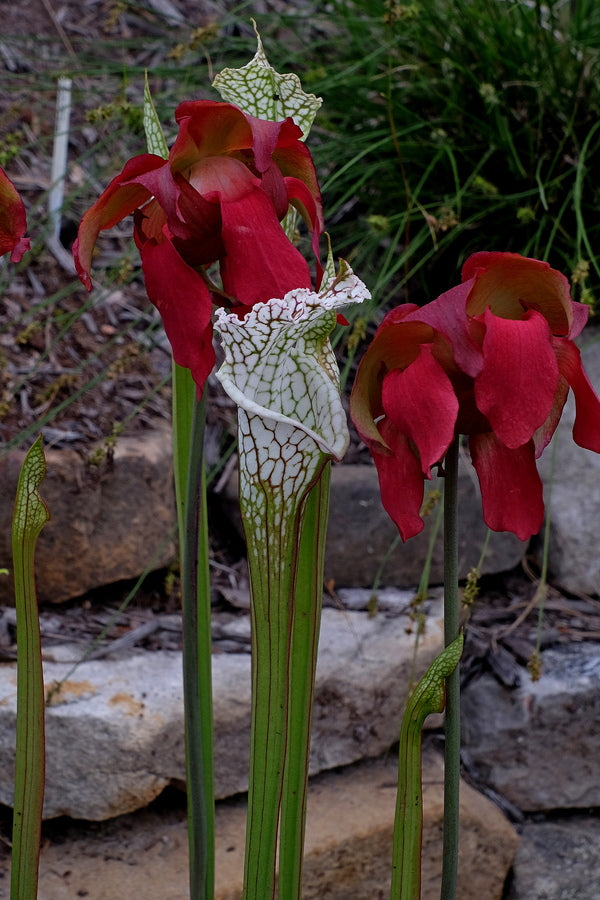 pitcher plant flower