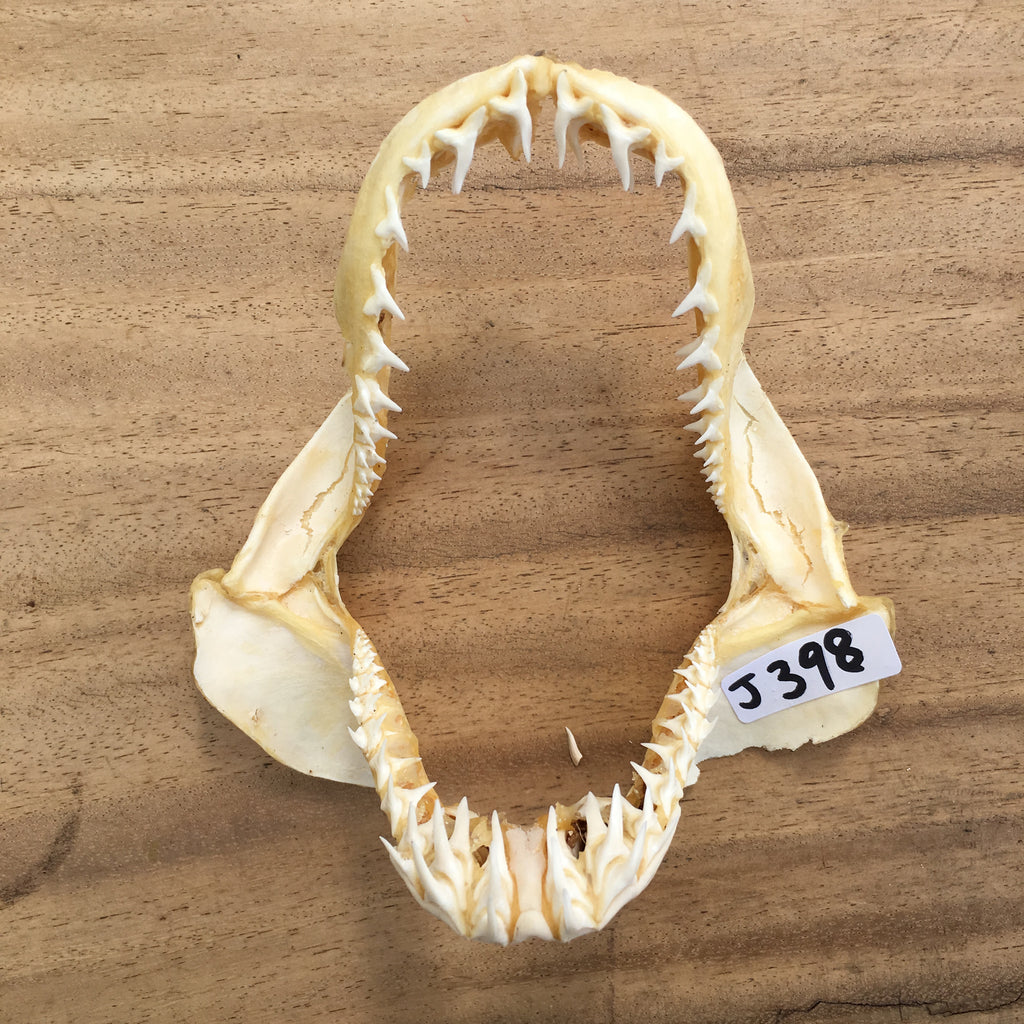 Mako Shark jaws fishing tournament trophy 398 oceanicshark