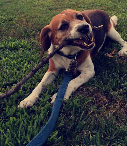 Dog enjoying its day in the park