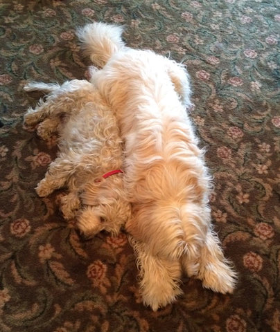 Dogs resting after a long walk