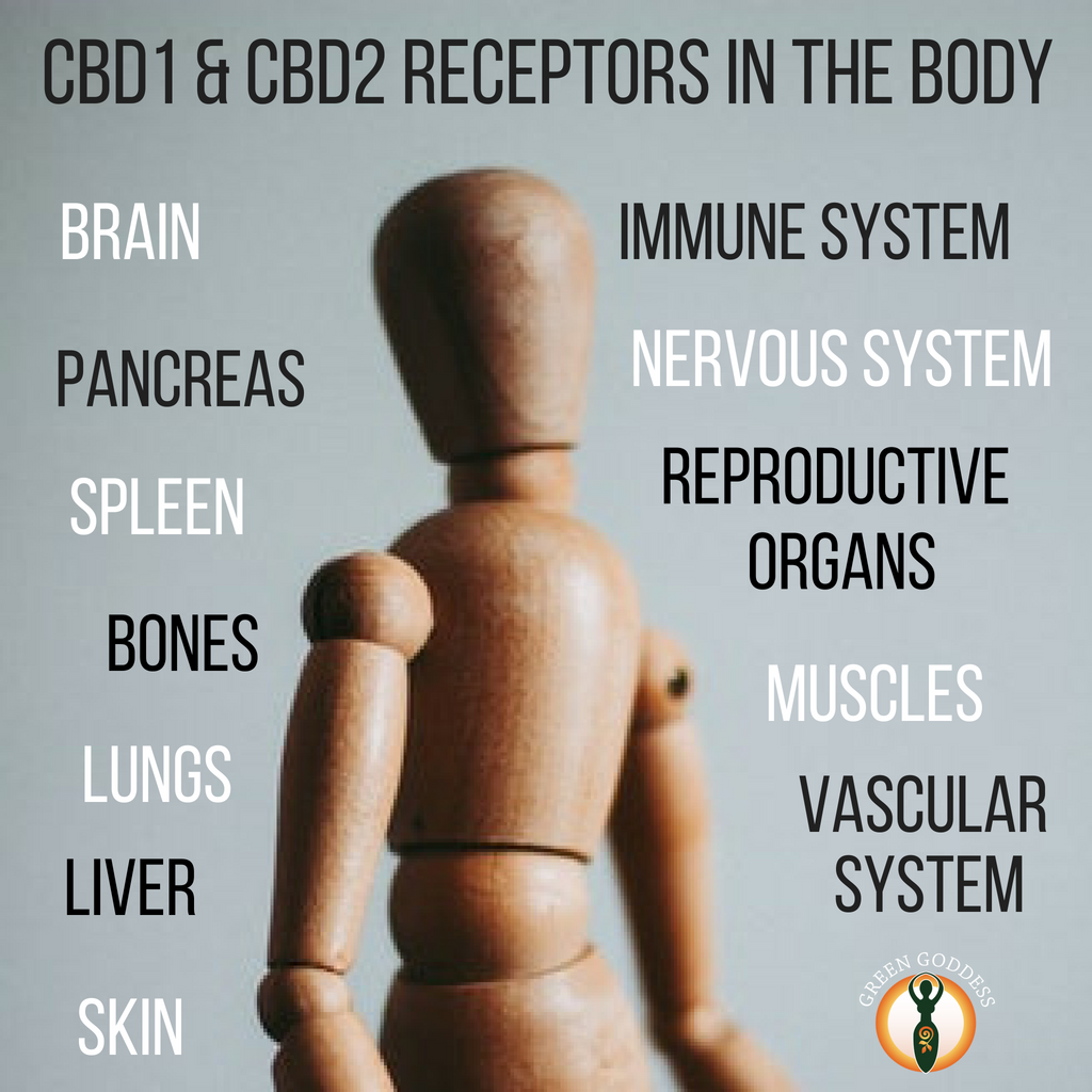 The Endocannabinoid system and CB1 CB2 receptors