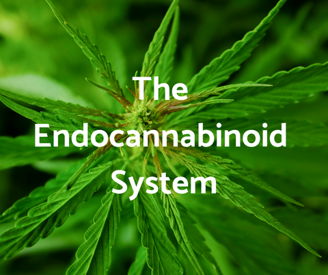 The endocannabinoid system and CBD 