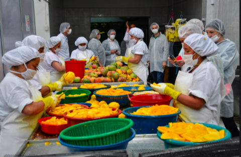 Women at Fruandes drying organic mango