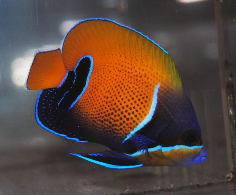 Majestic Angelfish Adult – Violet Sea Fish and Coral