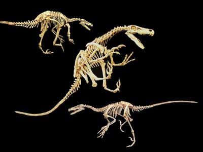 velociraptor bones in ground
