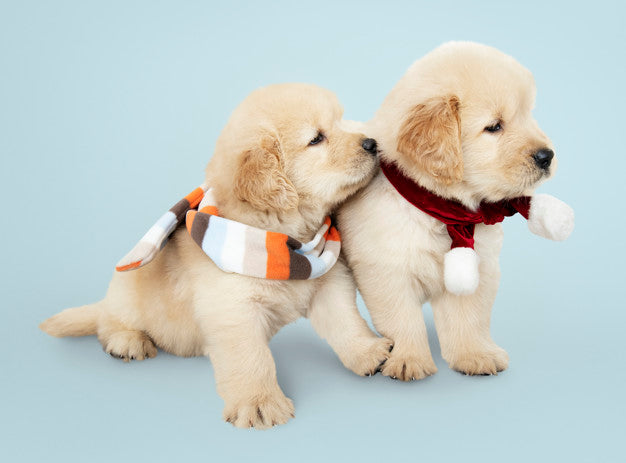 super cute puppies golden retriever