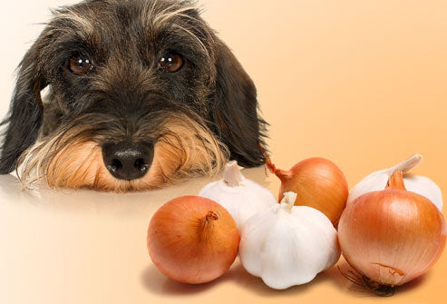 can garlic be given to dogs