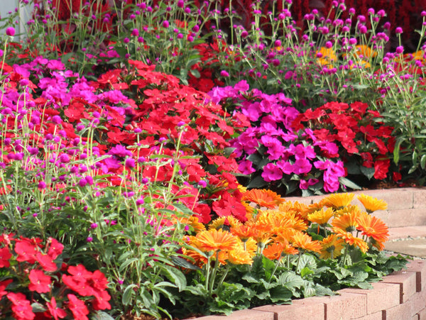 5 Reasons Why Your Flowers Aren't Blooming – Harris Seeds