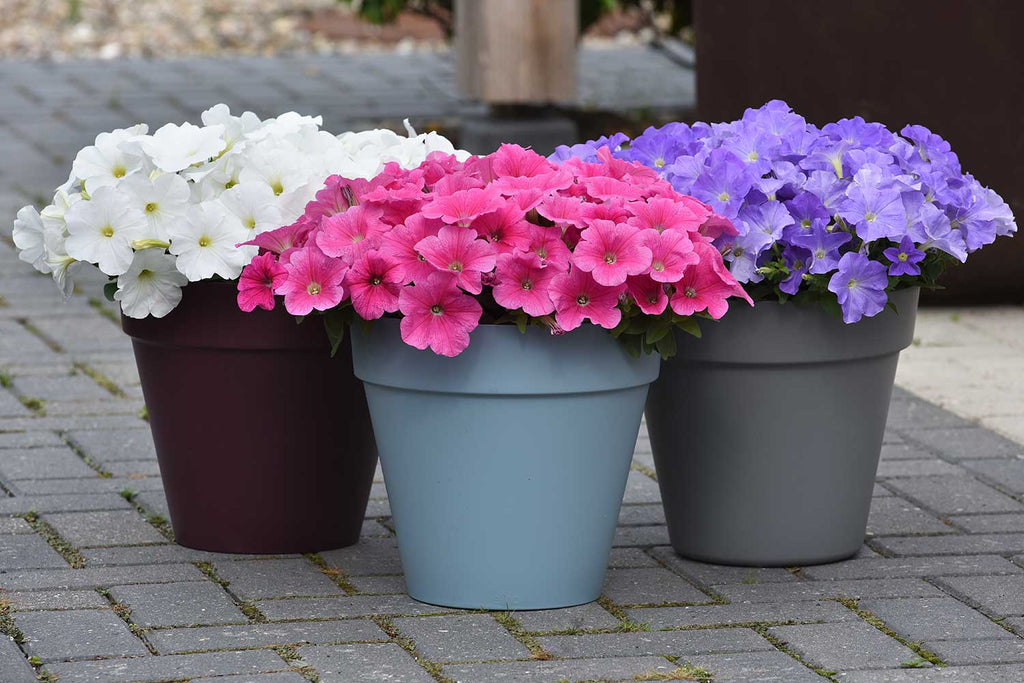 How to Grow Petunias