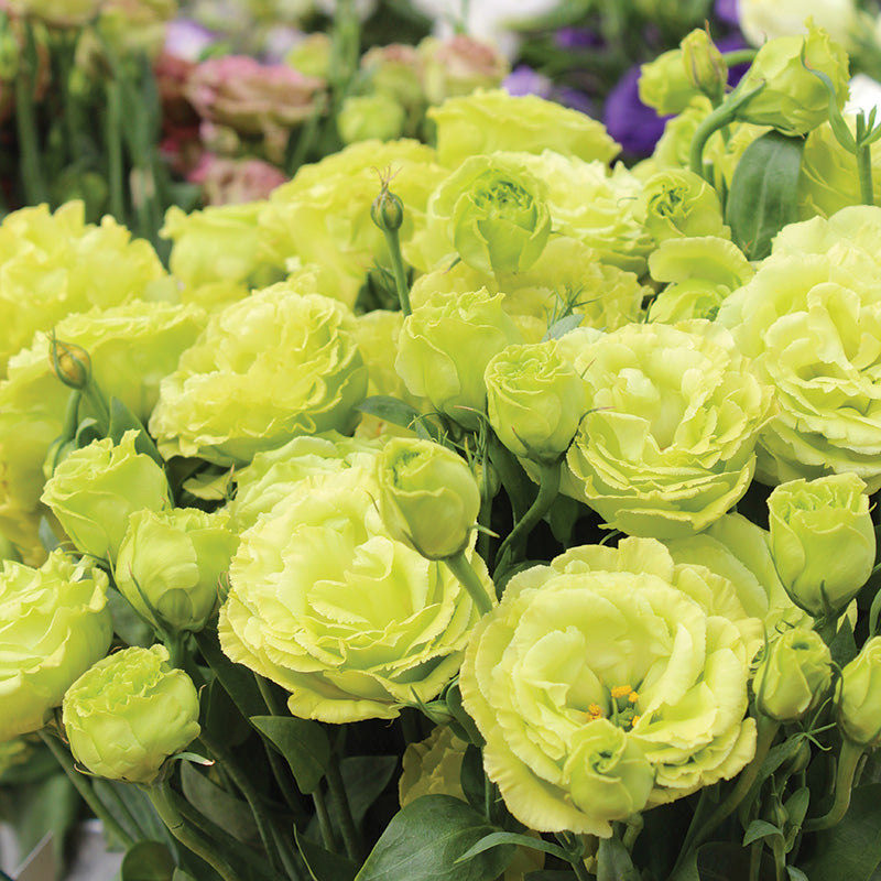 Lisianthus Rosanne 2 Clear Green F1 Seed Seeds