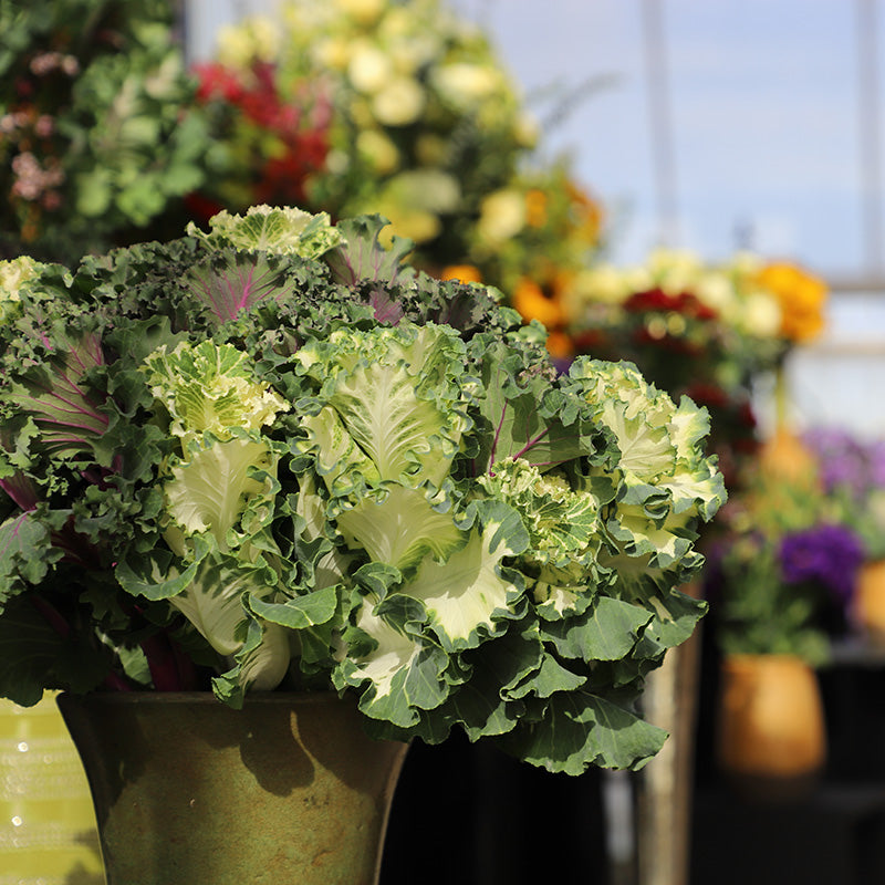 Ornamental Kale Crane Ruffle White F1 Seed Seeds