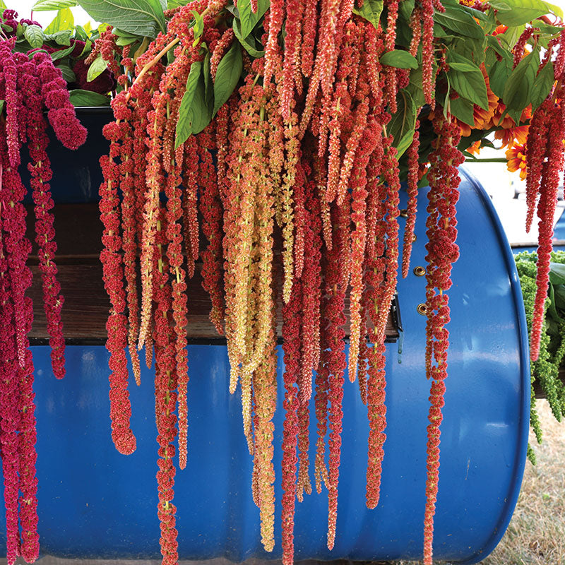 Amaranthus Coral Fountains Seed Seeds