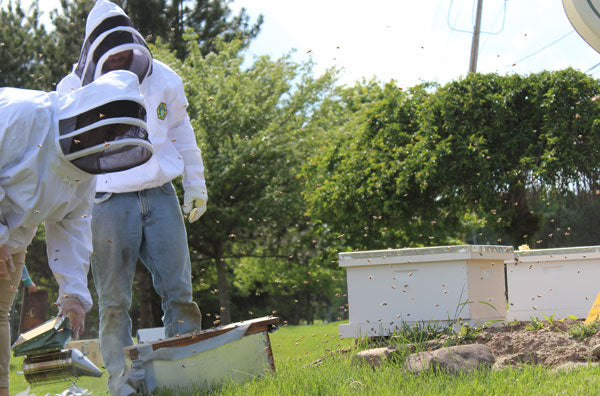 Bees at Harris Seeds