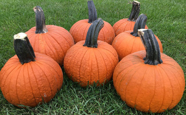 Secretariat Pumpkin