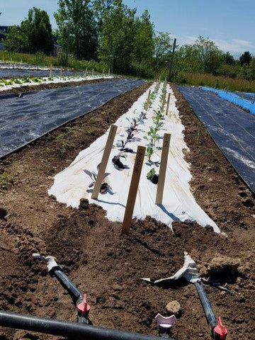 Drip Irrigation for Cabbage Seeds
