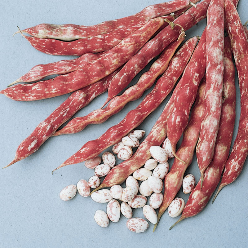 Bean French Horticultural Seed Seeds