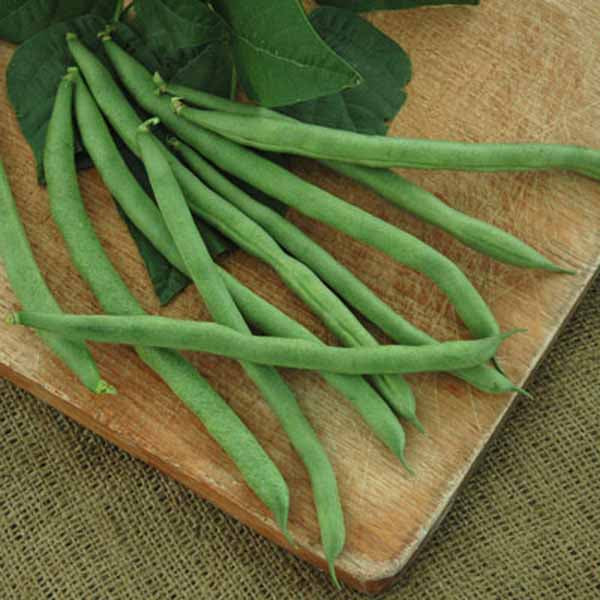 Bean Kentucky Blue Pole Seed Seeds