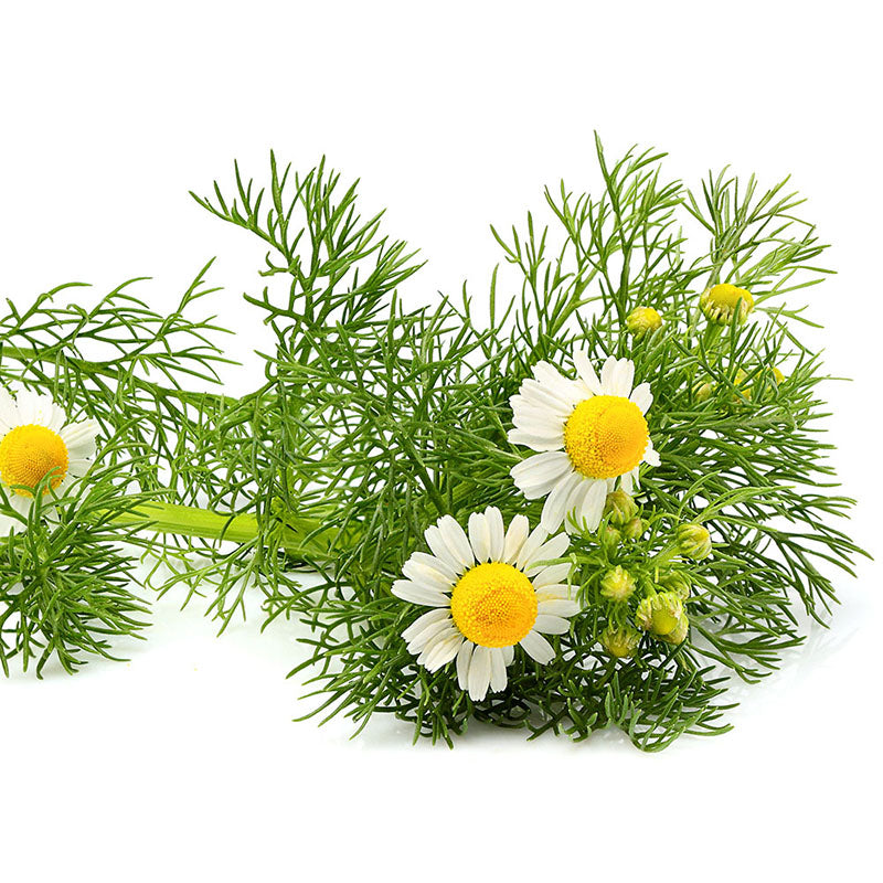 Chamomile German Seed Seeds