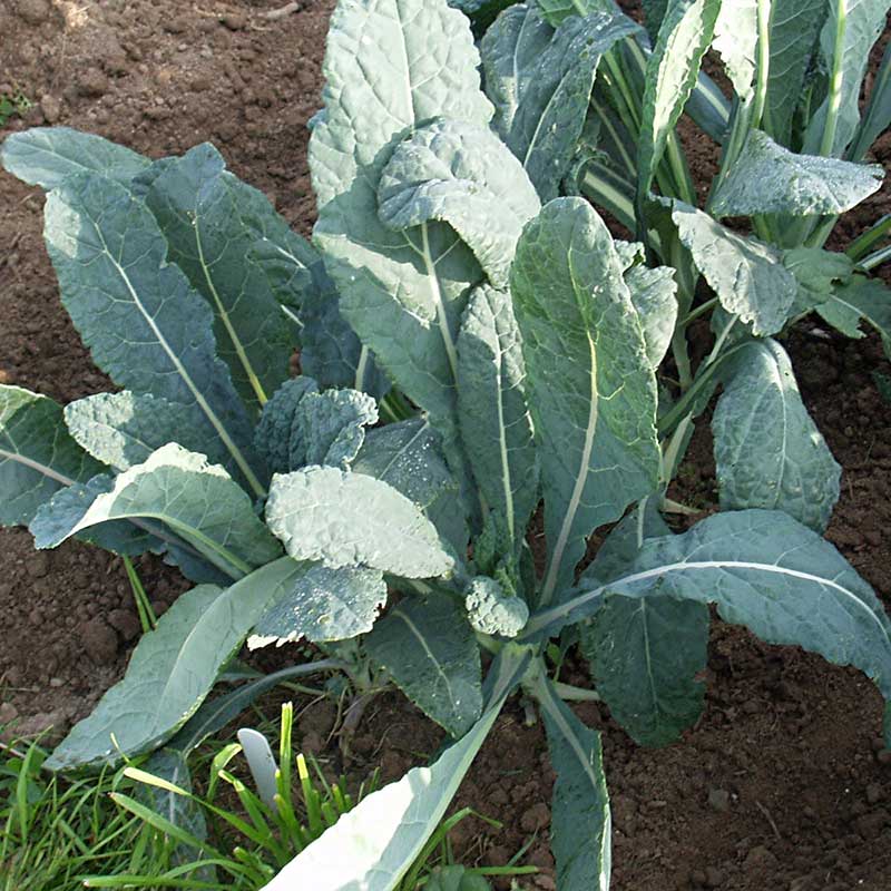 Kale Lacinato Organic Seed Seeds