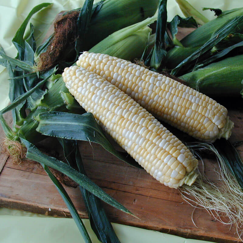 Sweet Corn Harris 1001 F1 Seed Seeds