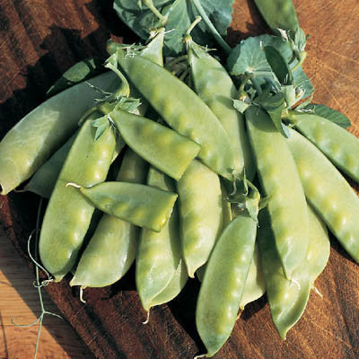 Pea Oregon Sugar Pod 2 Seed Seeds