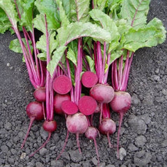 Beet Merlin F1 Seed