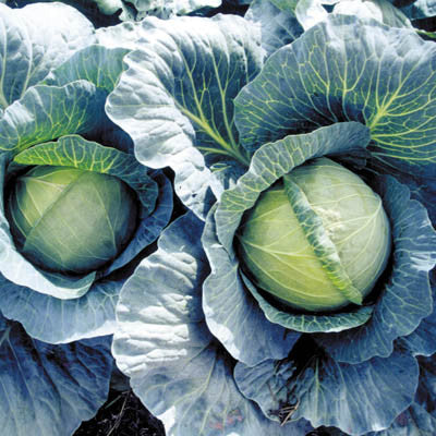 Cabbage Early Thunder F1 Seed Seeds