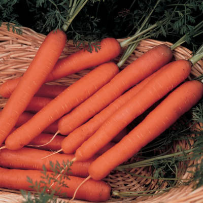 Carrot Scarlet Nantes Seed Seeds