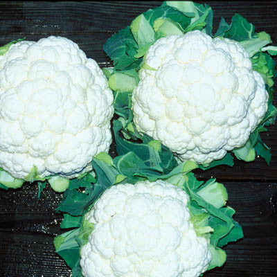 Cauliflower Absolute F1 Seeds