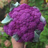 Cauliflower Graffiti F1 Seed