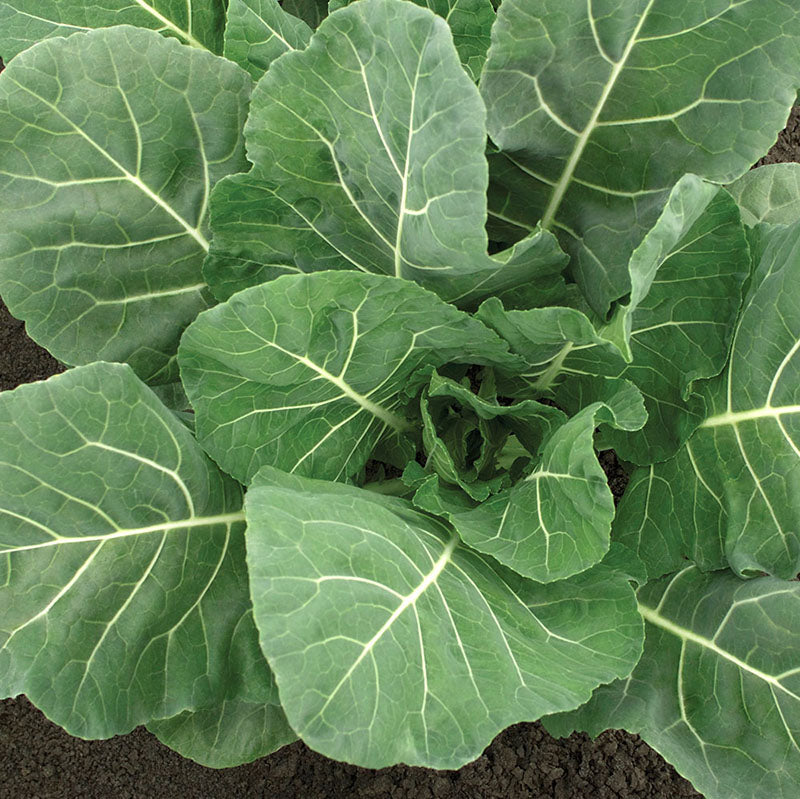 Collard Flash F1 Seed Seeds