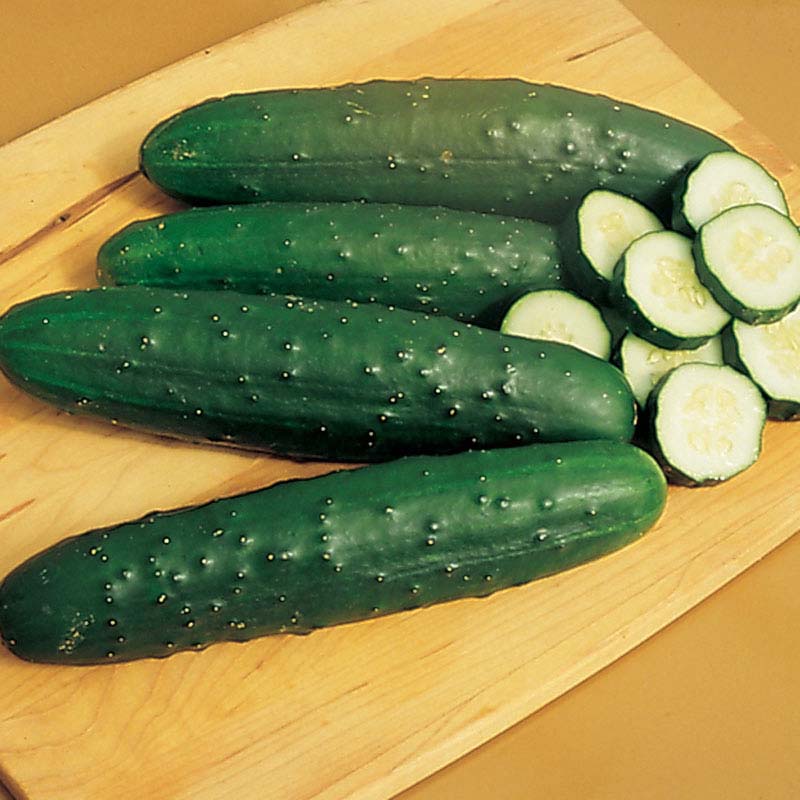 Cucumber Salad Bush F1 Seed Seeds