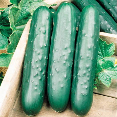 Cucumber Speedway F1 Seed Seeds