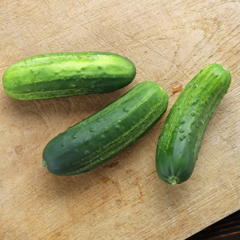 Cucumber Eureka F1 Seed Seeds