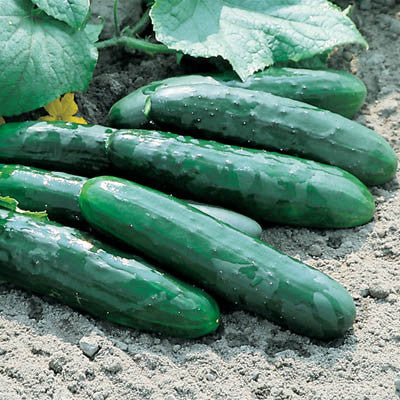 Cucumber Marketmore 76 Seed Seeds