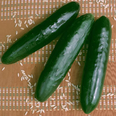Cucumber Stonewall F1 Seed Seeds