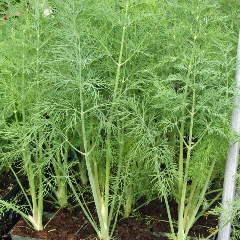 Dill Dukat Seed Seeds