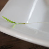 Dill Bouquet Seed