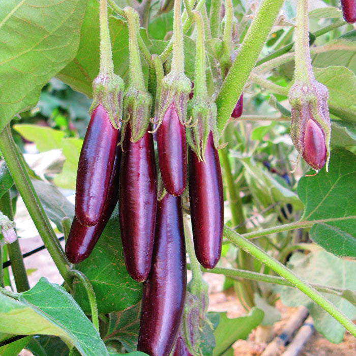 Eggplant Little Fingers Organic Seed Seeds