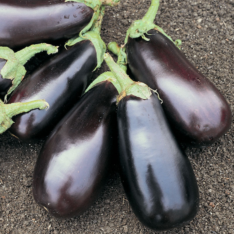 Eggplant Classic F1 Seeds