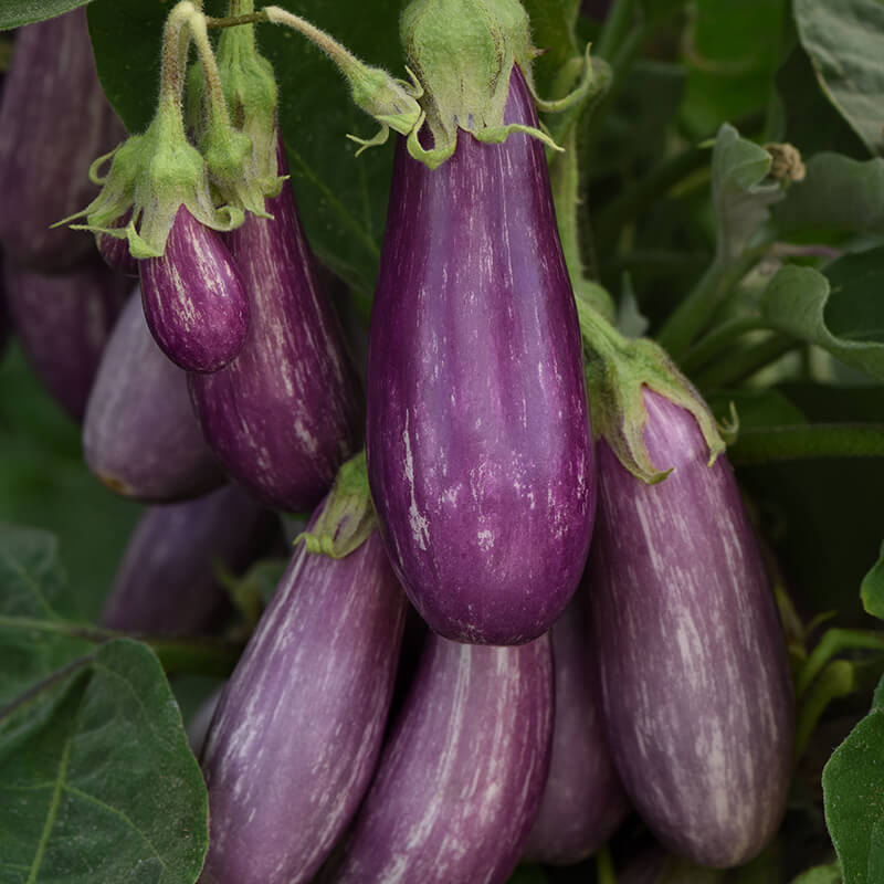 Eggplant Fairy Tale F1 Seed Seeds