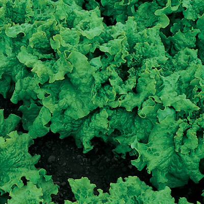 Lettuce Black Seeded Simpson Seed Seeds