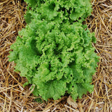 Lettuce Black Seeded Simpson Seed