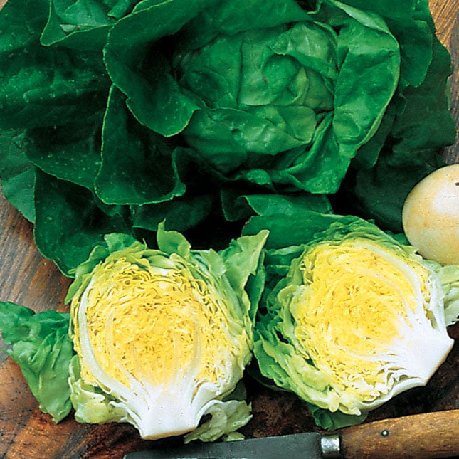 Lettuce Buttercrunch Seed Seeds